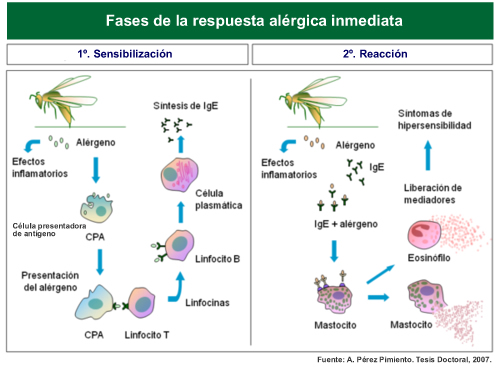respuesta-alergica