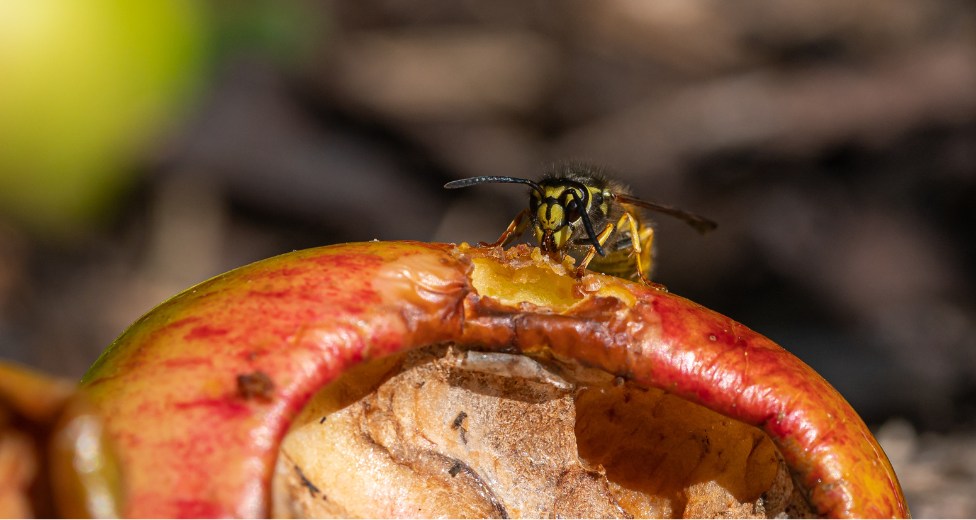 alergia a himenópteros