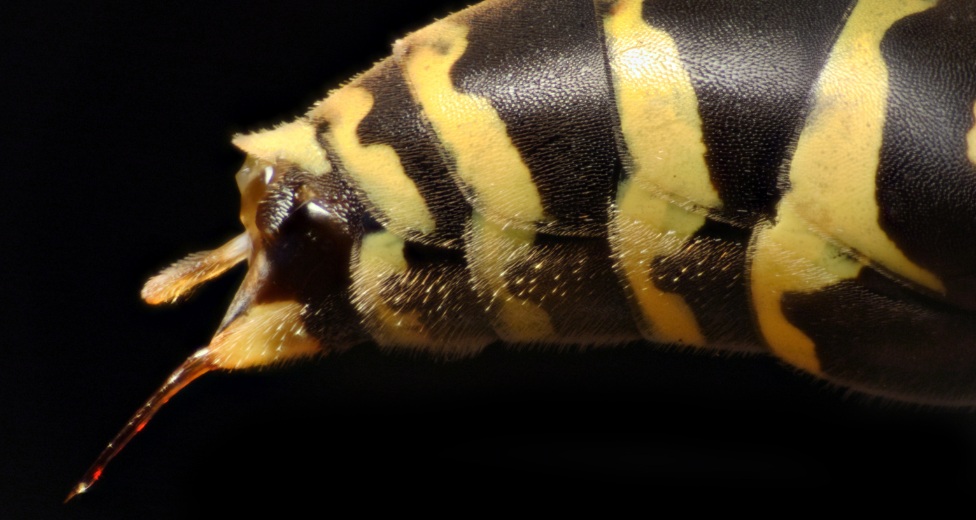 Repicadura himenópteros