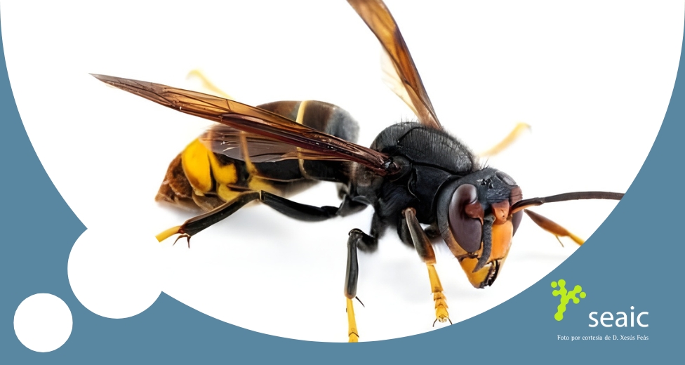 Avispa Velutina SEAIC